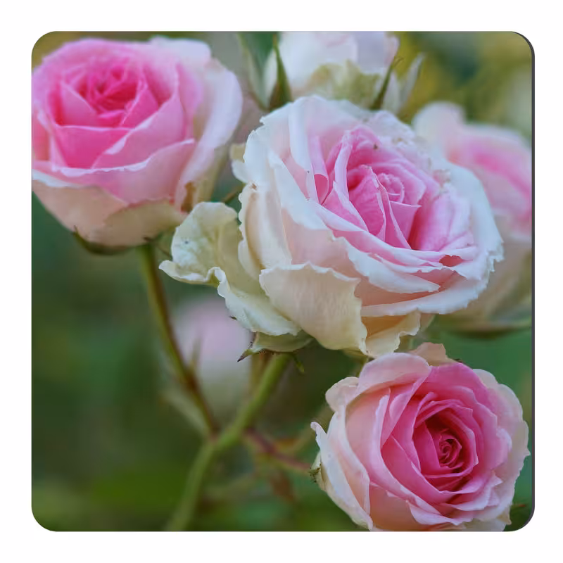 مگنت طرح گل کد NIM1664