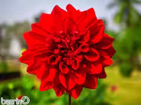 پیاز گل کوکب قرمز سایز کوچک