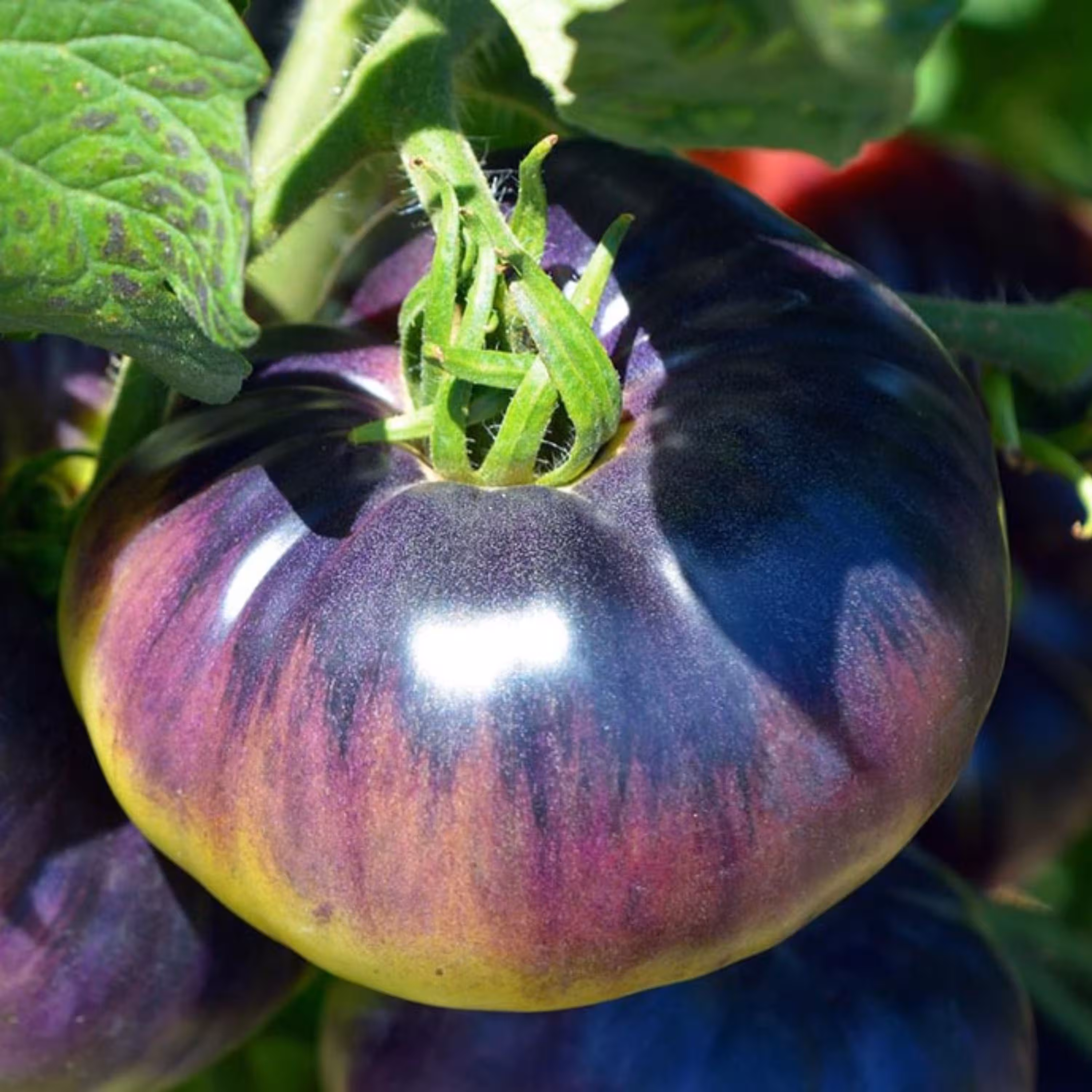 بذر گوجه فرنگی زیبای آبی آمریکایی بسته 10 عددی
