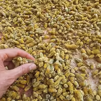 عرق بیدمشک خانگی  برداشت اول 10 لیتر +نیم کیلو  گل بیدمشک خشک 