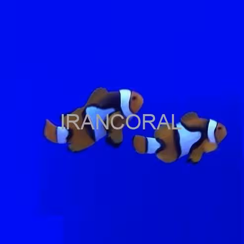 دلقک ماهی پرکولا