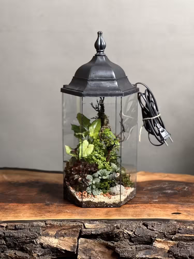 خرید تراریوم رطوبتی چراغدار طرح آوای جنگل