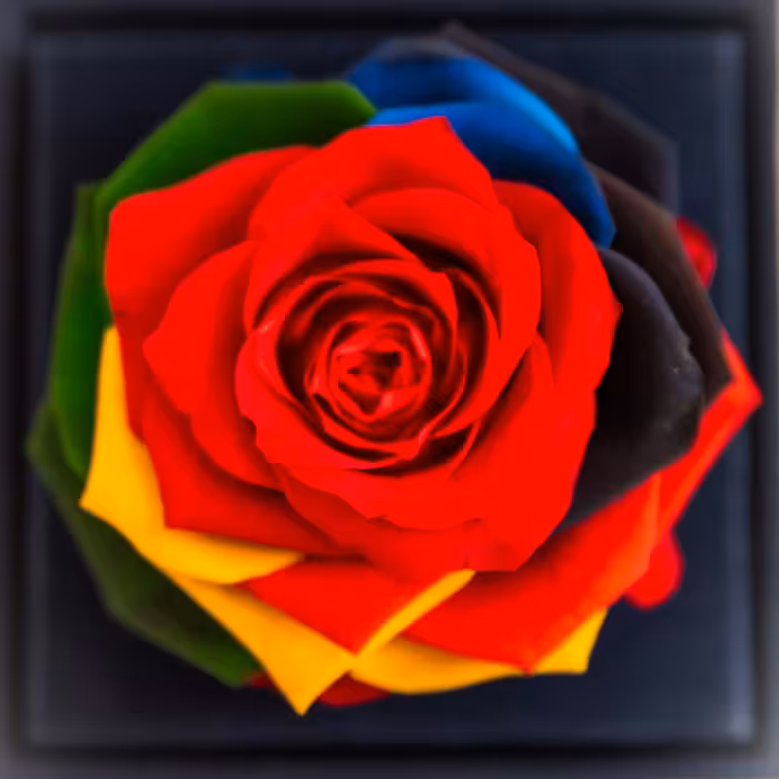 جعبه موزیکال رز جاودان دکوفیوره مدل هندل لاو رنگارنگ