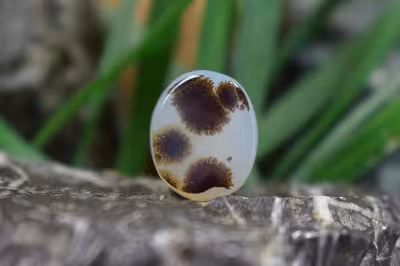 عقیق شجر برزیل