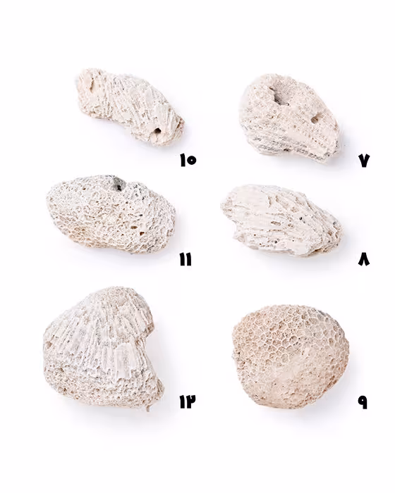 سنگ مرجان کد 11