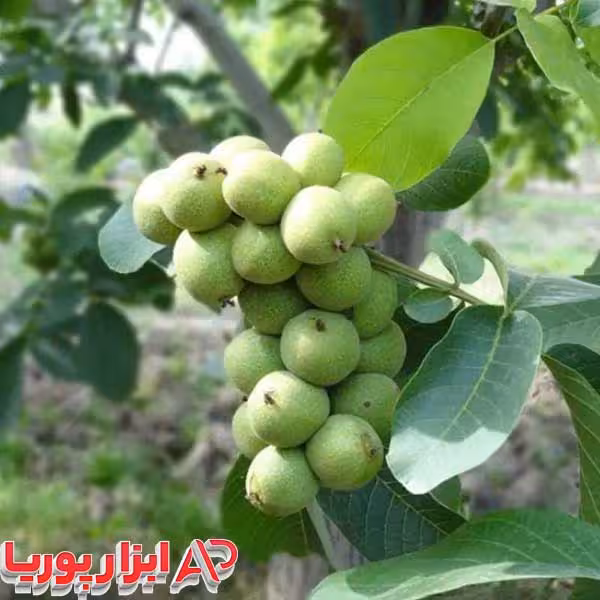 نهال گردو خوشه ای – نهالستان شاهسون