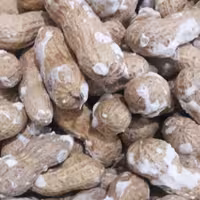 بادام زمینی با پوست 