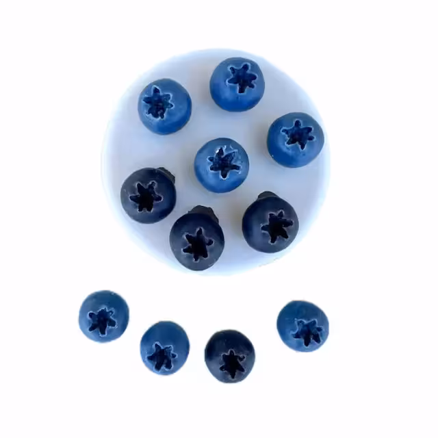 مولد بلوبری 0230 دکترمولد