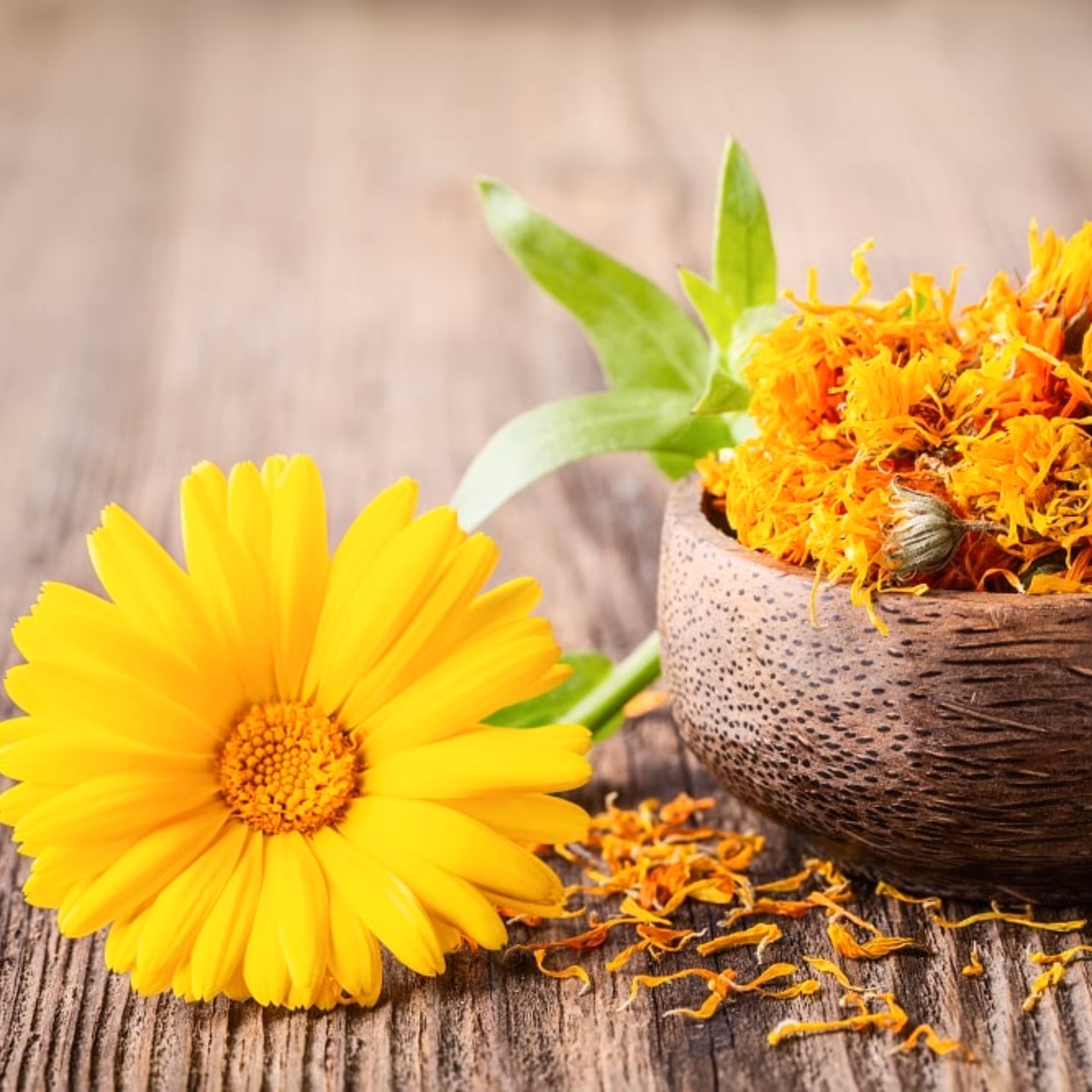 گل همیشه بهار 75 گرمی