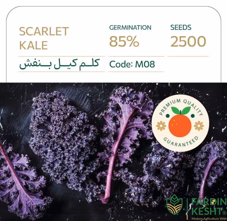 بذر کلم کیل بنفش اسکارلت بسته 2500 عددی راشا ⭐