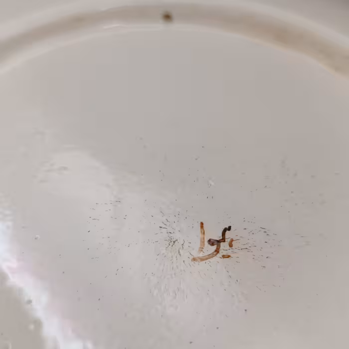 شیرینی خوری سرامیکی هیوا طرح شکوفه کد 11152808