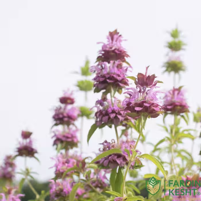 بذر نعنا لیمویی خوش عطر آمریکایی بسته 30 عددی