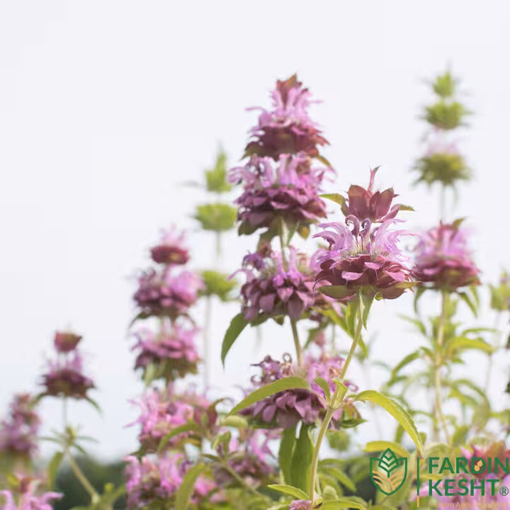 بذر نعنا لیمویی خوش عطر آمریکایی بسته 30 عددی