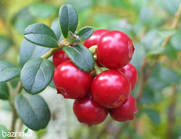 بذر کرن بری