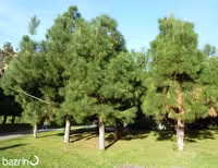 بذر کاج سیاه