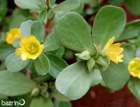بذر خرفه یا پرپین