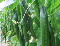 بذر خیار درختی رسمی