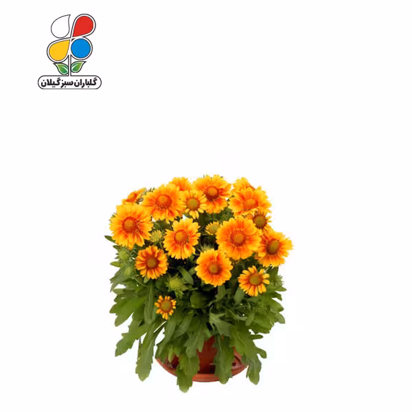 بذر گل رعنا زیبا بسته سه عددی