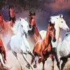 پازل 1000 تکه فنسی مدل horses
