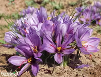 پیاز گل زعفران ممتاز (یک کیلوگرمی)