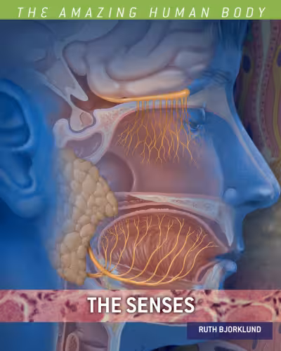 خرید و دانلود نسخه کامل کتاب The Senses (The Amazing Human Body)