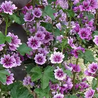 بذر پنیرک