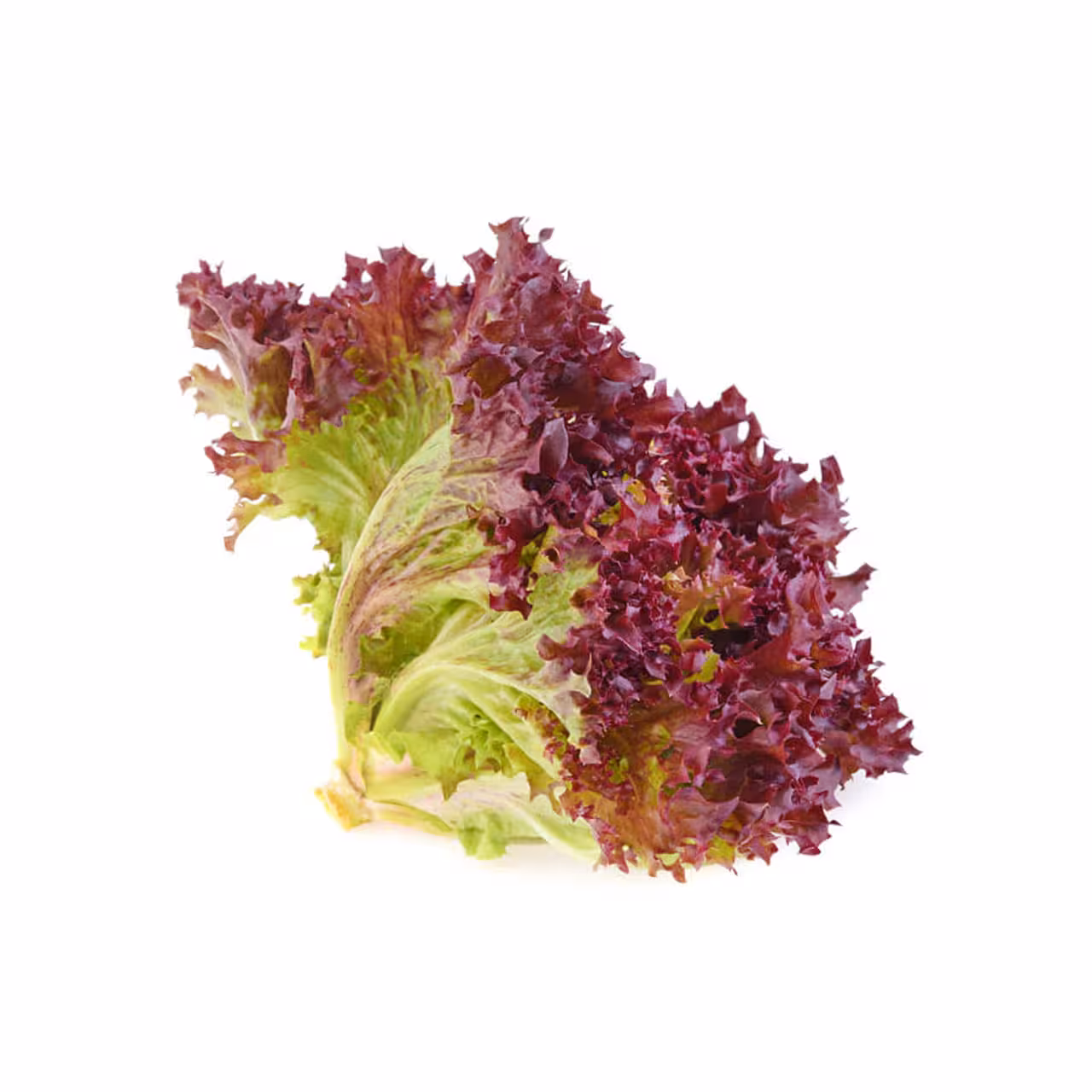 کاهو فرانسوی 1000 گرمی