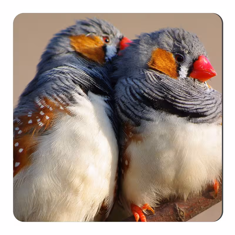 مگنت طرح فنچ کد KN40 