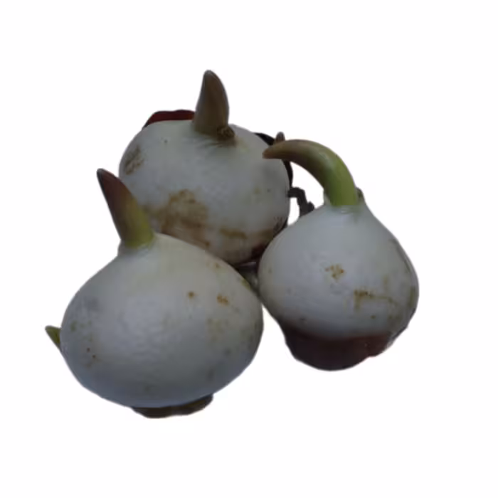پیاز لاله هلندی