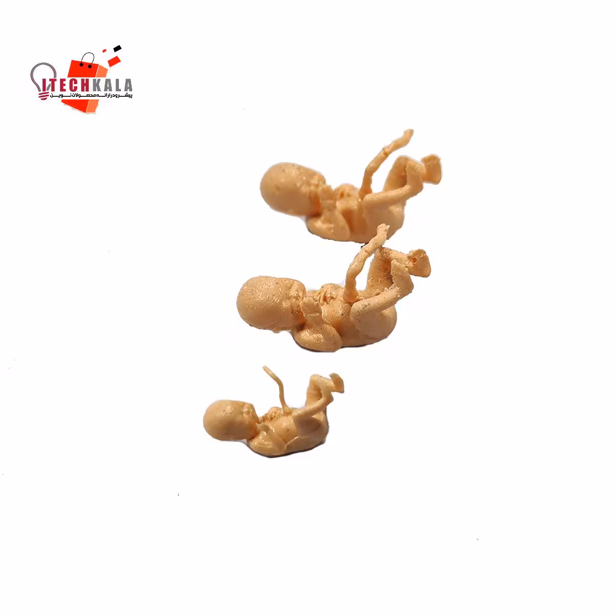 اشکال سه بعدی جنین