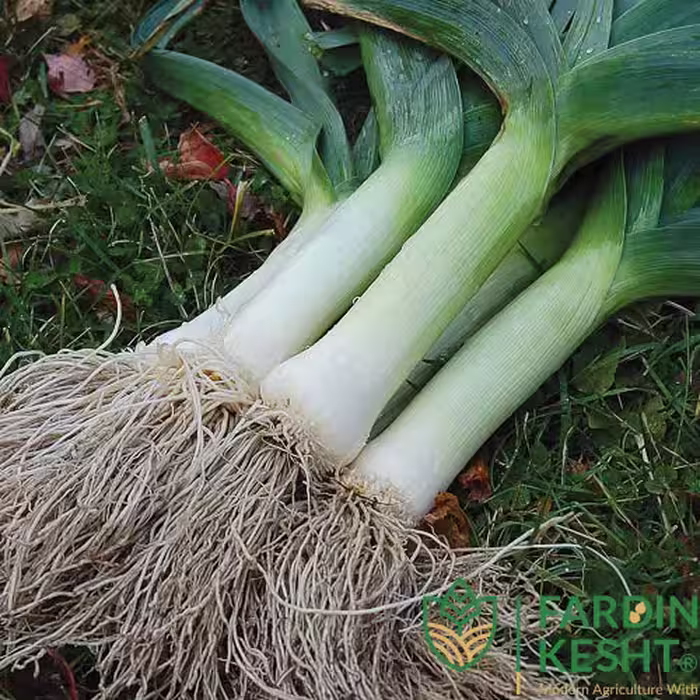 بذر تره فرنگی ماسلبرگ بسته 50 عددی