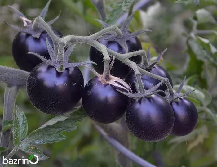 بذر گوجه گیلاسی مشکی