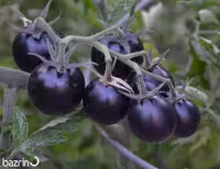 بذر گوجه گیلاسی مشکی