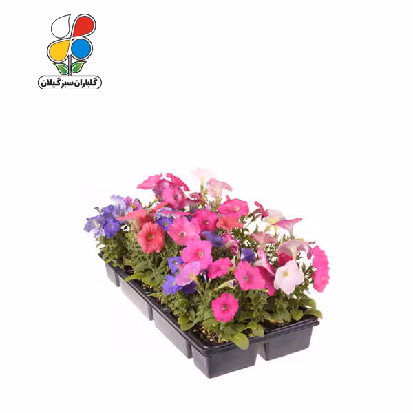 بذر گل اطلسی بسته 3 عددی