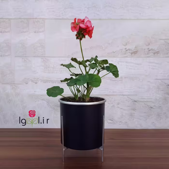 گل شمعدانی هلندی با گلدان آلمینیومی