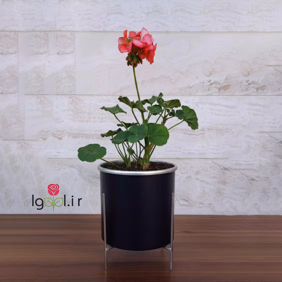 گل شمعدانی هلندی با گلدان آلمینیومی
