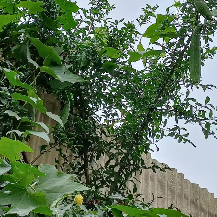 بذر لوفا 100عدد(اسفنج طبیعی)