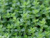 بذر آویشن باغی