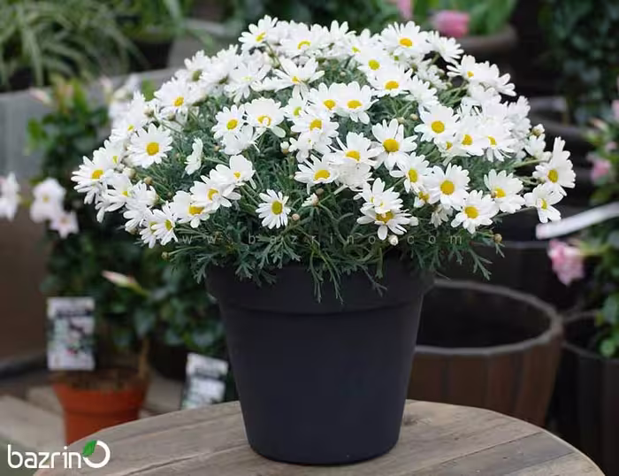 بذر گل بابونه شیرازی (بسته 100 گرمی)