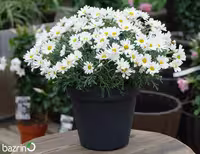 بذر گل بابونه شیرازی (بسته 100 گرمی)