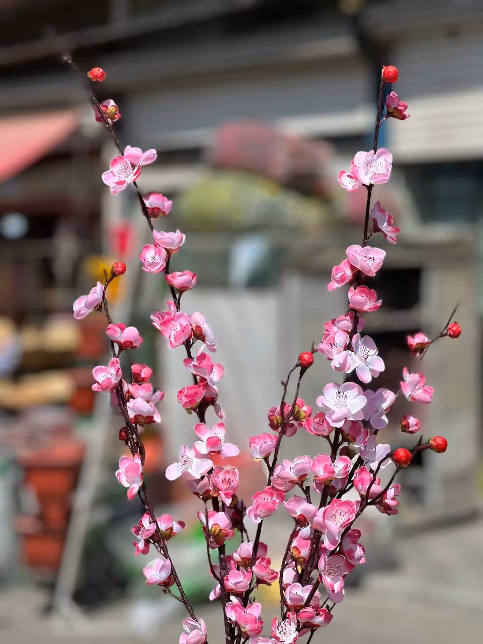 شکوفه ژاپنی 110 سانتی صورتی