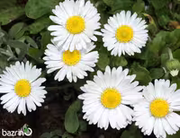 بذر گل مینا سفید