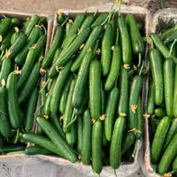 بذر خیار گلخانه ای هیبرید ناگین F1