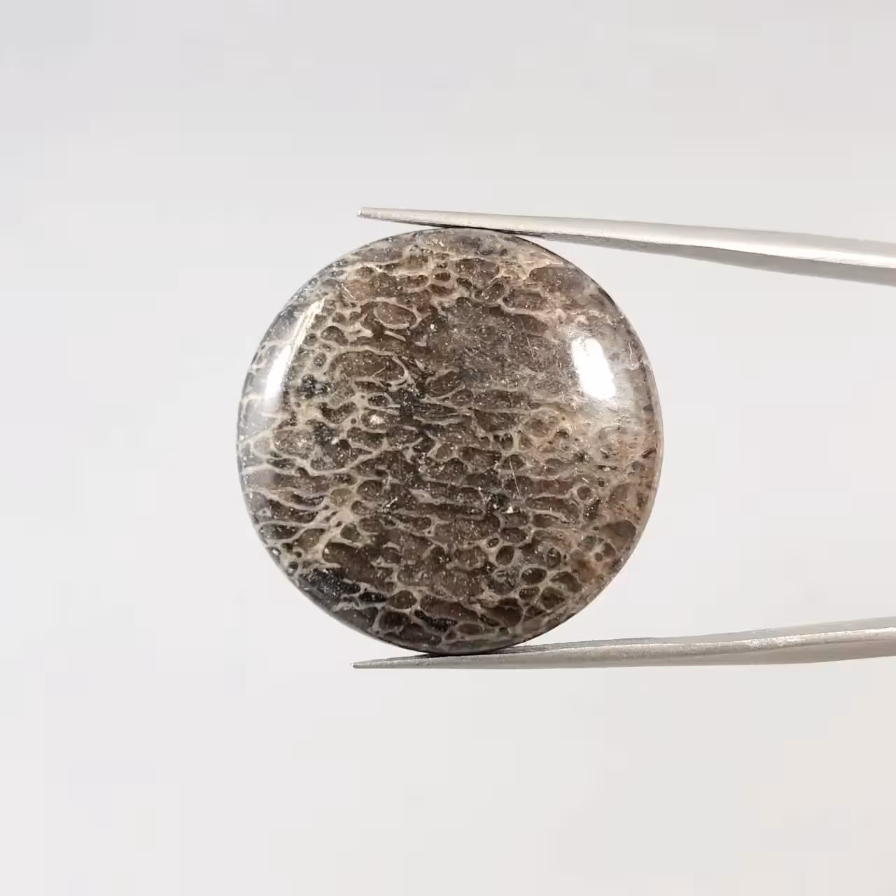 نگین دایناسور بون طبیعی دایره ای 251496