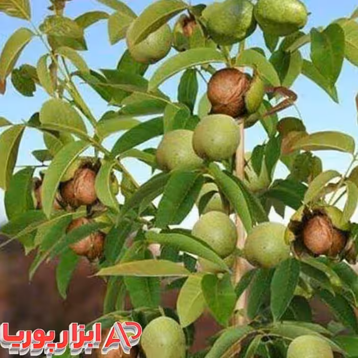 نهال گردو ریجیا