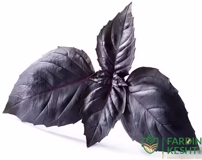 بذر ریحان یاقوت تیره خوش عطر آمریکایی بسته 100 عددی