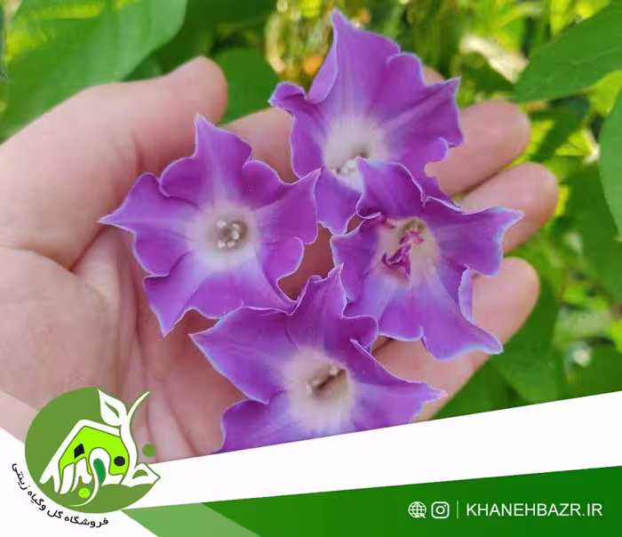 بذر پیچک نیلوفر ژاپنی میکس - خانه بذر | فروشگاه بذر وارداتی گل و گیاه زینتی 1404