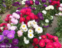 بذر گل مینا الوان