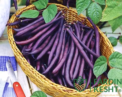 بذر لوبیا آمتیست بنفش آمریکایی بسته 10 عددی