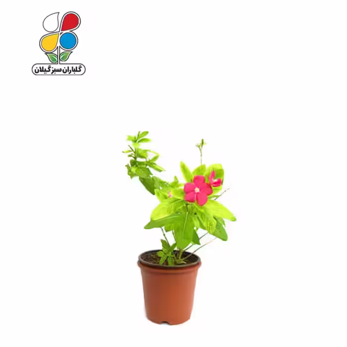بذر گل پریوش بسته بندی کوچک